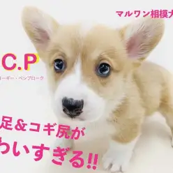 【 コーギー 】拗ねてる写真は観覧注意の可愛さ！短足＆明るい性格の盛り上げ役！