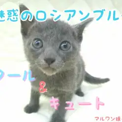【 ロシアンブルー 】クールに見えて甘えん坊！元気いっぱいのロシブルをご紹介！
