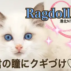 【 ラグドール 】キミの瞳にクギづけ！最強目ヂカラBOY!