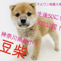 【 豆柴 】神奈川県最小クラス！KC認定定義とオススメのしつけもご紹介！