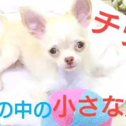 【 チワワ 】小さめボディには溢れんばかりの魅力がいっぱい♪