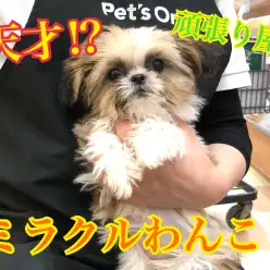 【 シーズー 】城山店のよくある質問と天才ワンコ！