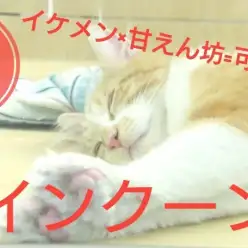 【 メインクーン 】凛々しいイケメンフェイスの裏には超甘えん坊が潜む！？