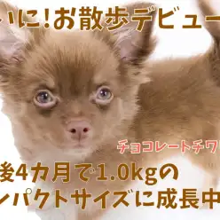 【 チワワ 】ついにお散歩デビュー！生後4カ月で1.0kgのコンパクトサイズ！