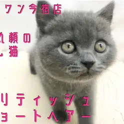 【 ブリティッシュショートヘア 】超丸顔の癒し系!マッサージ大好き甘えたガール!