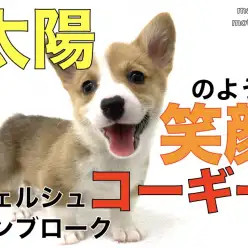【 コーギー 】太陽のような満点の笑顔！コーギースマイルであなたも笑顔に！！