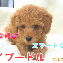 【 トイ・プードル 】つぶらな瞳の男の子!おっとりイケメンをご紹介!