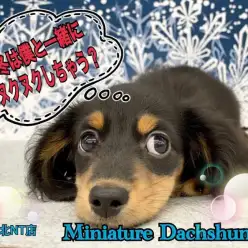 【 ミニチュアダックスフント 】寒い冬は僕と一緒にヌクヌクしませんか？