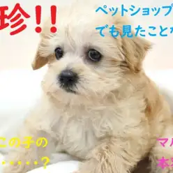 【 MIX 】極珍！トイプードルとパグが両親のベイビー登場！