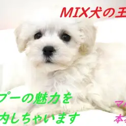 【 MIX 】王道の可愛さ！マルプーの魅力をご案内しちゃいます!!