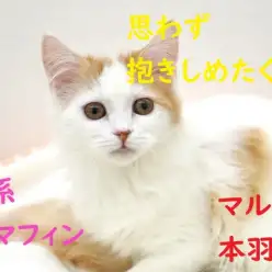 【 ラガマフィン 】抱きしめたくなる要素がてんこ盛り！癒し系にゃんこ！！