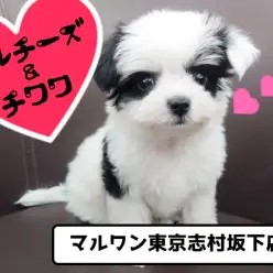【 MIX マルチワ 】マルチーズ＆チワワのハイパーMIX！童顔フェイスは癒し度MAX！