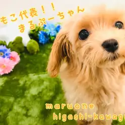 【 MIX犬 】寛大な心をもった小さな甘えんぼさん♪