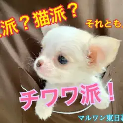 【 チワワ 】ポケットの中にちっちゃな天使が舞い降りた！！