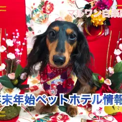 【 年末年始 ペットホテル情報 】白楽店 年末年始のペットホテル情報