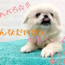 【 ペキニーズ 】癒しを求めてる方必見！みんな大好き鼻ペチャふわもこ天使！
