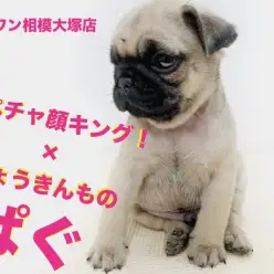 【 パグ 】驚きの手乗りサイズ！チャームポイント満載のひょうきん者！最後はグラビア？