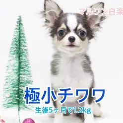 【 極小チワワ 】生後5ヶ月で1.2kgと驚異のサイズ！おすすめ犬具もご紹介！