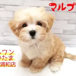 【 MIX・マルプー 】ふわかわミックス！シャンプーだって平気だよ！