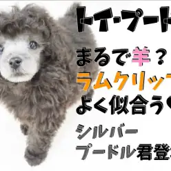 【 トイ・プードル 】まるで羊?ラムクリップがよく似合うシルバープードル君登場!