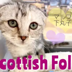 【 スコティッシュフォールド 】いったい耳はどこ？究極のオーバルフェイス！