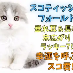 【 スコティッシュフォールド 】垂耳長毛・ハチワレ・ラッキー7！幸運だらけ男子！