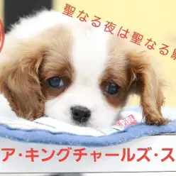 【 キャバリア 】聖なる夜に聖なる騎士はどうでしょう!