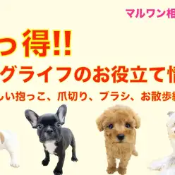 【 お役立て情報 】知っ得！実は知らない？快適なドッグライフを送る為の豆知識！