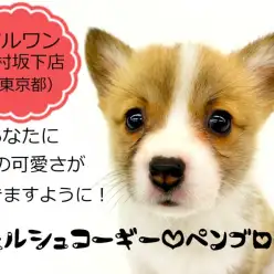 【 ウェルシュコーギーペンブローク 】幸せの優しい眼差しを持ったスペシャルコーギー参上！！