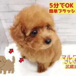 【 わんにゃんガイドVol.2 】たった5分でOK！誰でも出来る簡単ブラッシング！