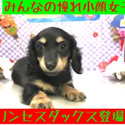 【 ミニチュアダックスフント 】小顔とマロ眉がポイント！癒し系女子登場！