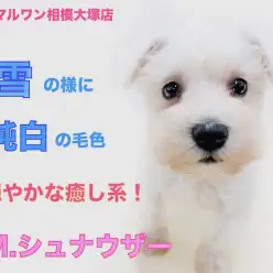 【 M.シュナウザー 】新雪の様に真っ白な希少色！手を枕にして寝てしまう姿に悶絶