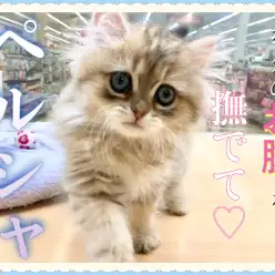 【 ペルシャ 】自分からゴロリン！まるでワンコのようなニャンコ！