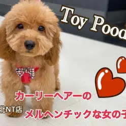 【 トイ・プードル 】カーリーヘアのメルヘンチックな女の子！