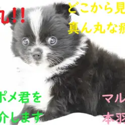 【 MIX・チワポメ 】この丸さがたまらない！癒し系なチワポメ君をご紹介します！