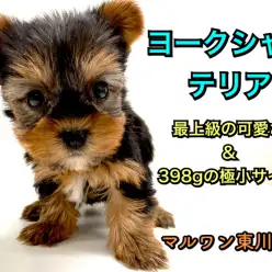 【 ヨークシャーテリア 】小さめ・アイドルフェイス・極上の被毛！三拍子ヨーキー♪