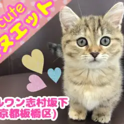 【 ミヌエット 】ド短足✕究極美少女！プリンセス・ミヌエット登場！！