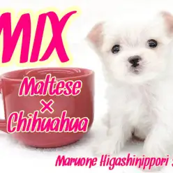 【 マルチワ 】マグカップクラス！生後60日で驚異の373gのホワイトパピー