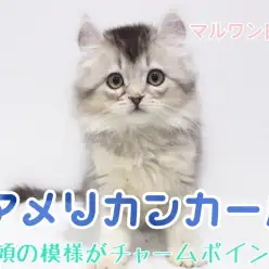 【 アメリカンカール 】別名「猫のピーターパン」・チャームポイントは頭の模様!