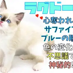 【 ラグドール 】心奪われるサファイアブルーの瞳！色の変化が不思議で神秘的！