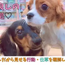【 キャバリア ＆ ダックス 】仲良しだから見せる行動・仕草を理解しよう！