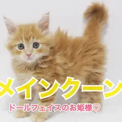 【 メインクーン 】ドールフェイスのお姫様♡甘えん坊に成長中！