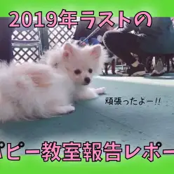 【 パピー教室 】2019年ラストのアニコム×マルワンパピー教室報告レポート!