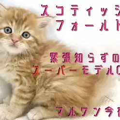 【 スコティッシュフォールド 】モフラー必見!緊張知らずのスーパーモデルCAT!