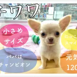 【 チワワ 】お顔も性格も愛嬌もバツグン!見たらトリコになるチワちゃん!