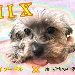 【 MIX 】お父さんとお母さんの良いトコ取り！イケメンMIX！