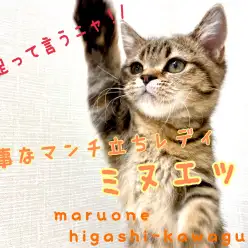 【 ミヌエット 】短足フェチ・ペルシャ好きの方必見!かくれんぼ大好きにゃんこ♡