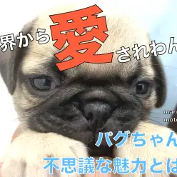 【 パグ 】世界を魅了する不思議な魅力！愛嬌は全犬種トップクラス？！