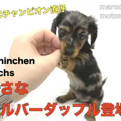 【 カニンヘンダックス 】JKCチャンピオン直仔！小さなシルバーダップル登場！