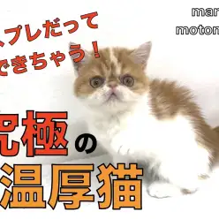 【 エキゾチック 】コスプレも嫌がらない究極の温厚にゃんこがやってきた！